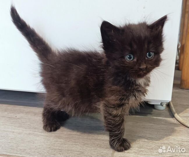 Котята ищут любящих хозяев