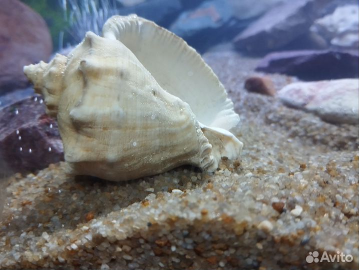 Грунт для аквариума