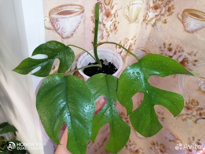 Много домашних растений, часть 2