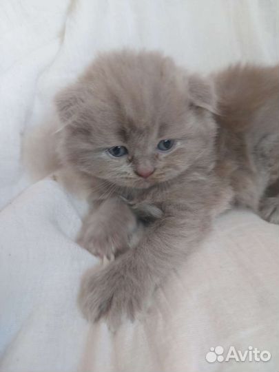 Британская кошка