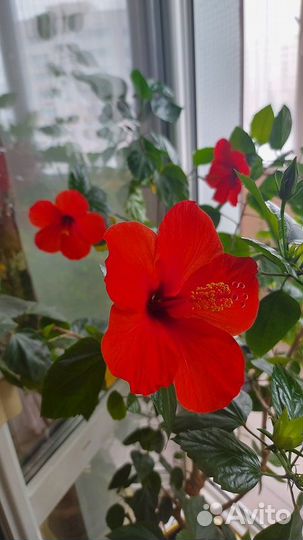 Гибискус, хойя, кливия и другие комнатные цветы