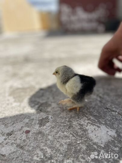 Брама колумбийская