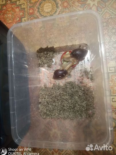 Улитки ахатины