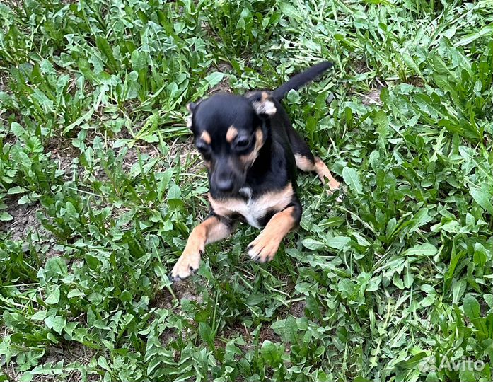 Той-терьер девочка