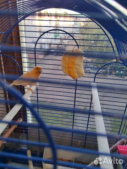 Кенара и канарейки
