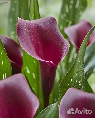 Каллы миксы (20 сортов)