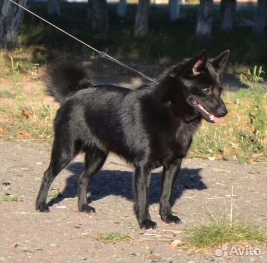 Шипперке (схипперке/Schipperke)