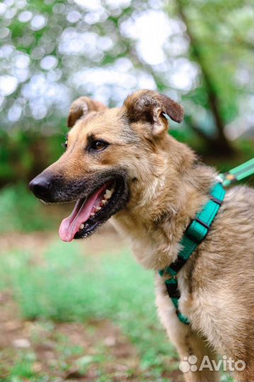 Собаку сдали в приют как ненужную вещь