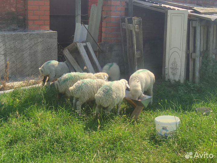 Овцы бараны