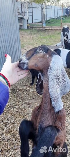 Коза нубийская / камори