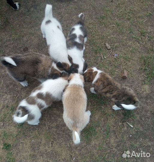Щенок в добрые руки бесплатно