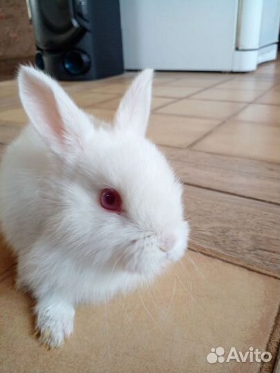 Кролики новозеландские