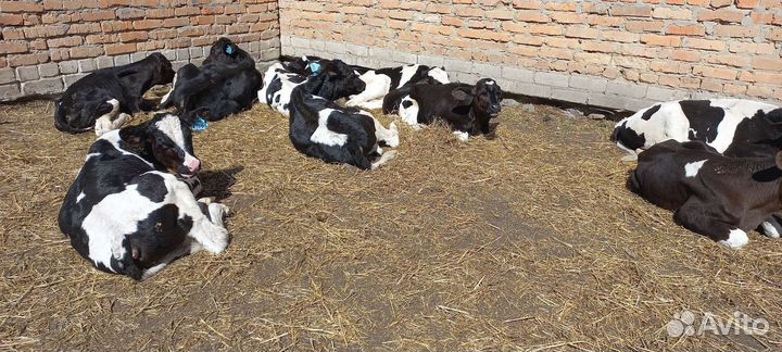 Бычки и телята