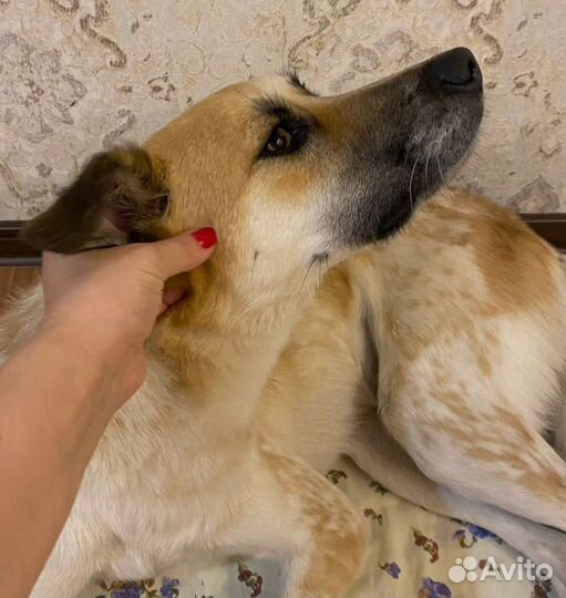 Феликс в добрые руки