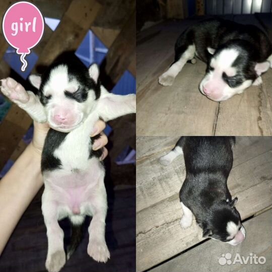 Щенки сибирской хаски