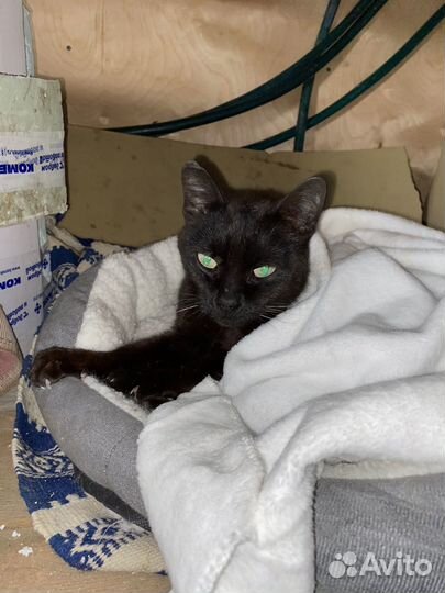Найдена черная кошка