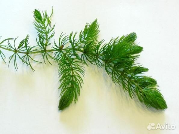 Водоросли в аквариум, живые, роголистник