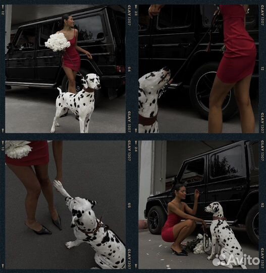 Фотосессия с далматином