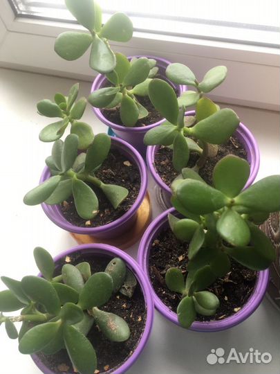 Суккуленты. Дерево любви, Денежное дерево крассула