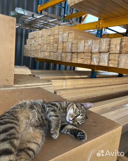 Евровагонка