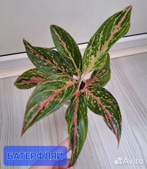 Аглаонемы-сортовые