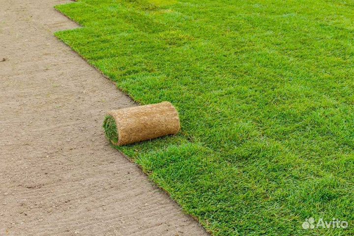 Рулонный газон, укладка, продажа