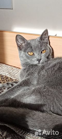 Дымчатая красавица