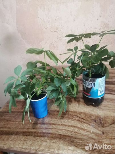 Комнатные цветы шефлера