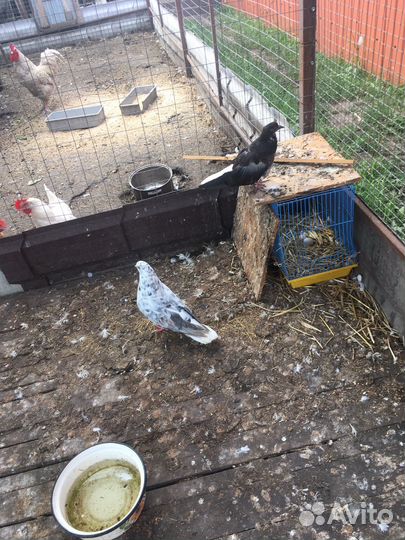 Голубь домашние