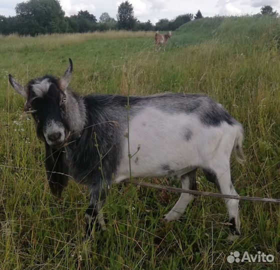 Козочки. Козлы