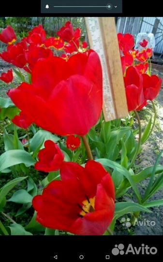 Тюльпаны луковицы для посадки