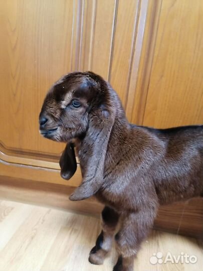 Козлята камори