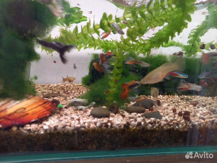 Мальки гуппи