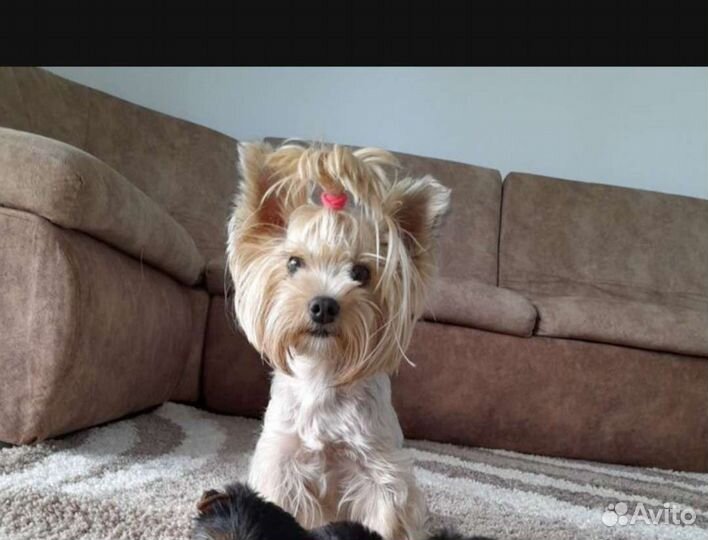 Йоркширский терьер щенки