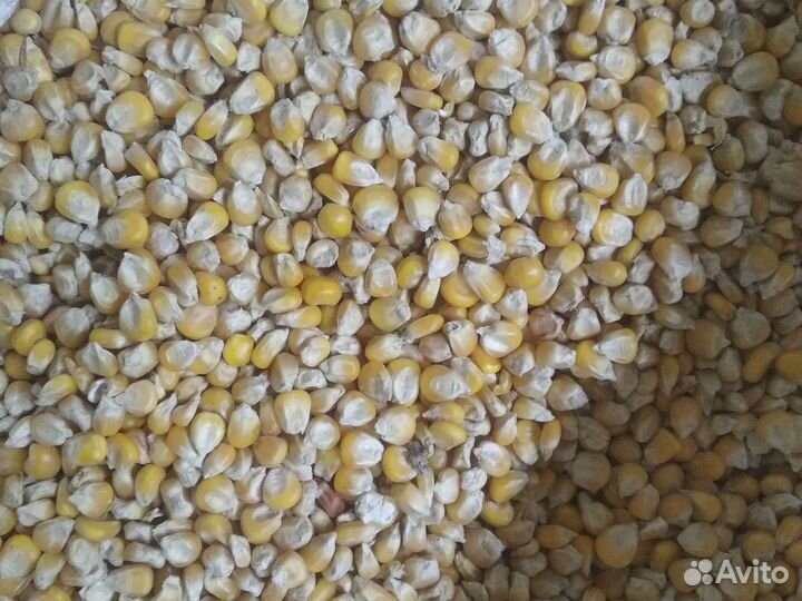 Кукуруза,горох кормовой,семечки,сечка гречневая
