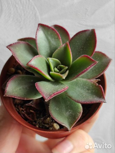 Суккуленты, кактусы