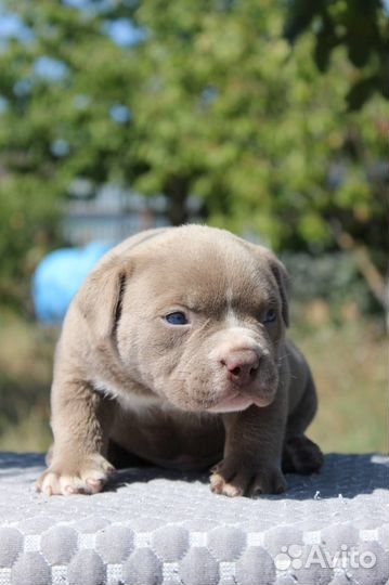 Американский Булли