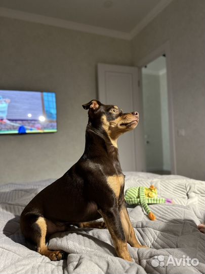 Той-терьер 1 год