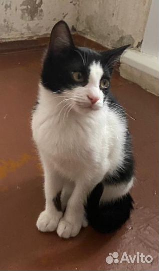 Кошка стерилизованная 8 месяцев с доставкой