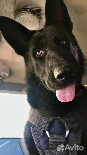 Собака кобель (Вязка)