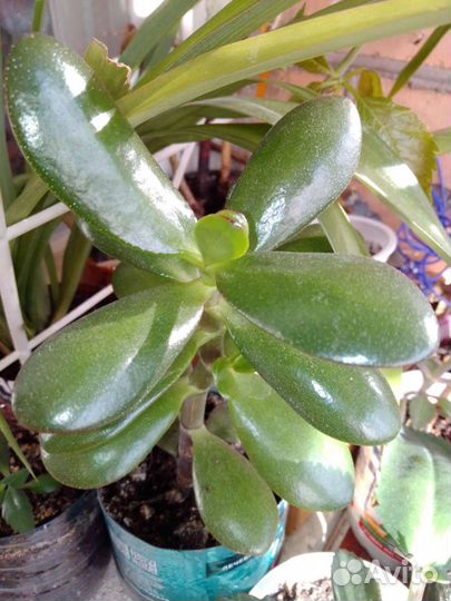 Каланхоэ лечебный, толстянка