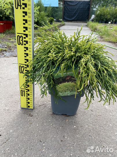 Кипарисовик Санголд