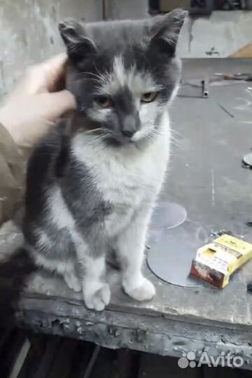 Котик ищет дом