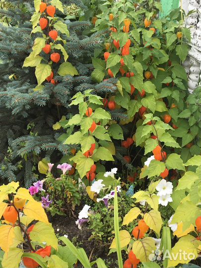 Физалис (китайские фонарики)