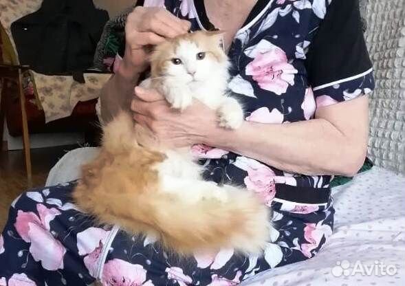 Молоденький котик