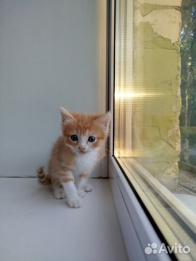 Котята