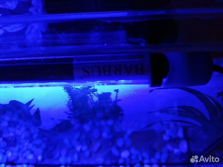 Аквариум