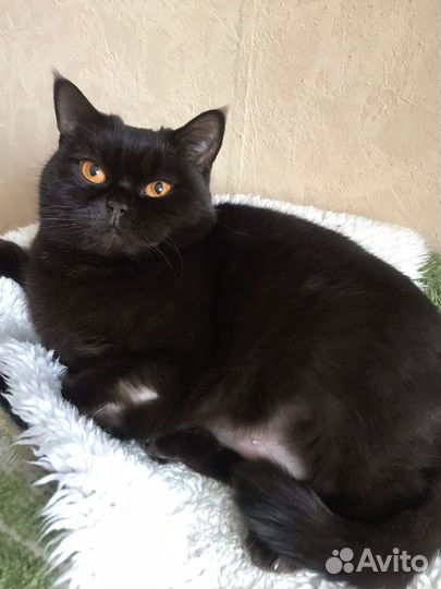 Кошка Ноэль в добрые руки, в дар