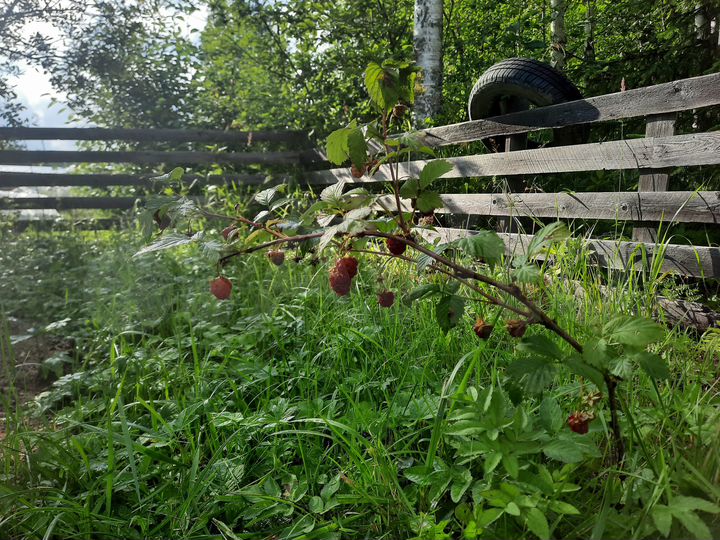 Участок 10 сот. (СНТ, ДНП)