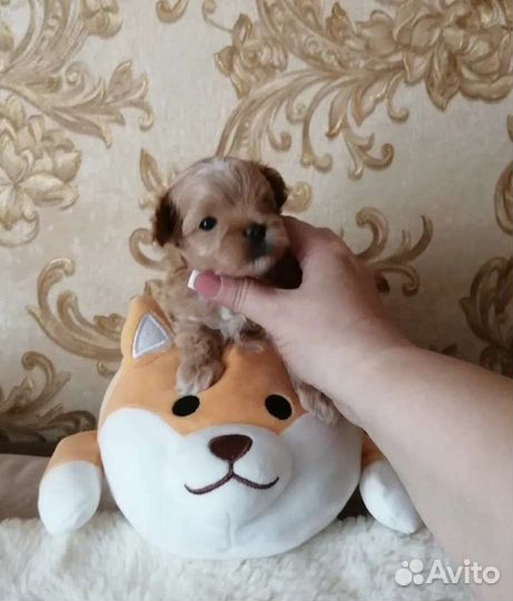 Мальтипу Корея ф 1